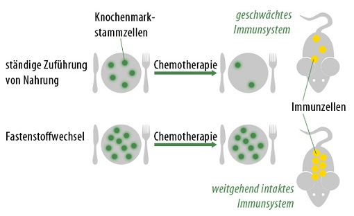 Heilfasten bei Krebs unter Chemotherapie