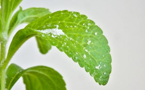 Blätter der Stevia Pflanze