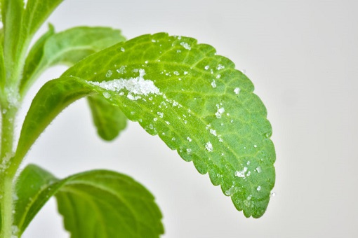 Blätter der Stevia Pflanze