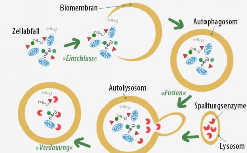 Prinzip der Autophagier (Entschlackungsprozess)