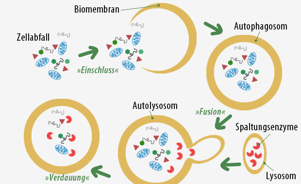 Prinzip der Autophagier (Entschlackungsprozess)