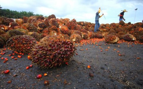 Palmöl Industrie