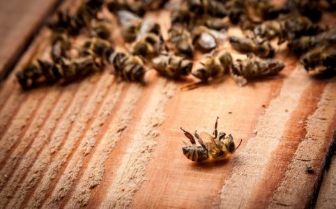 Tote Bienen - Bienensterben