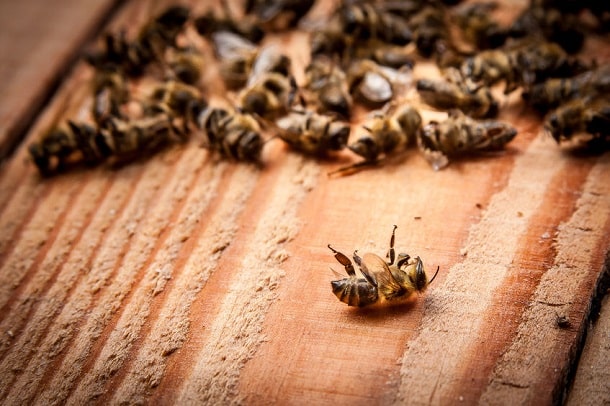 Tote Bienen - Bienensterben