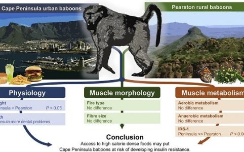 Physiologie der Paviane