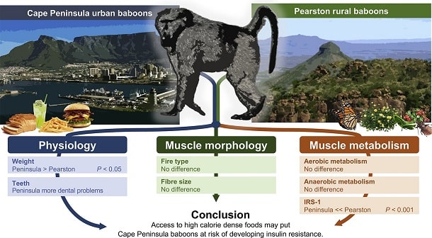 Physiologie der Paviane