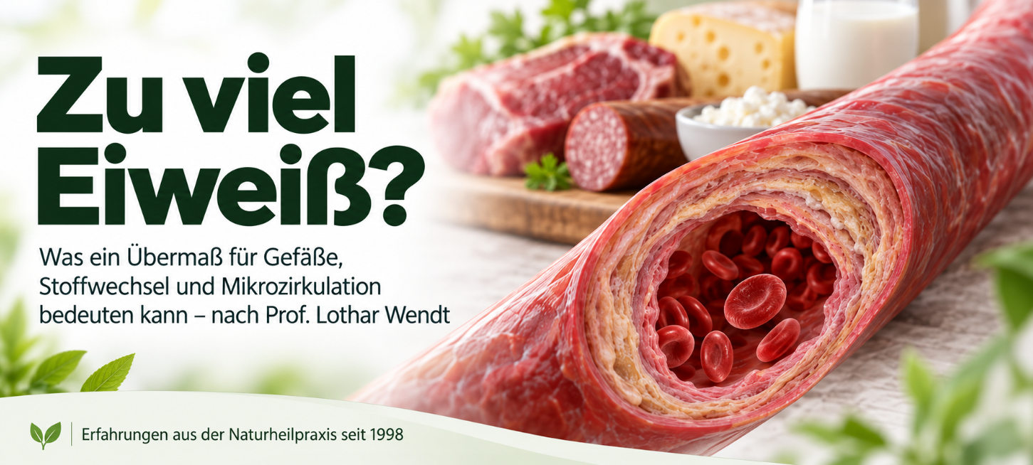 Zu viel Eiweiß – mögliche Folgen für Gefäße, Stoffwechsel und Mikrozirkulation nach Prof. Lothar Wendt